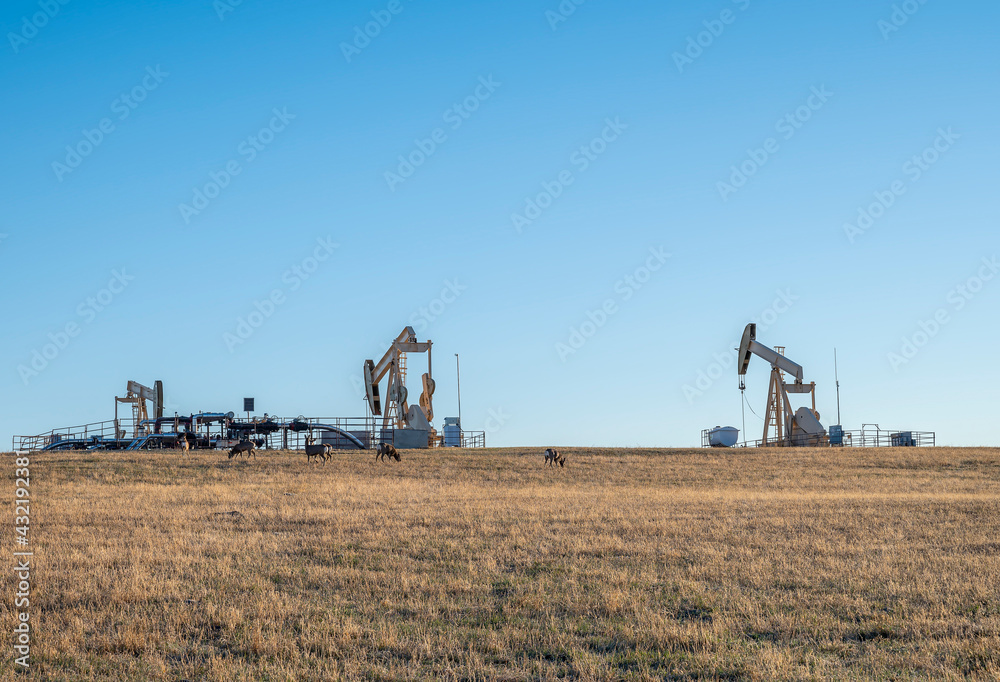 Fototapeta premium Oil pumpjacks and deer on the plains near Airdrie, Alberta, Canada
