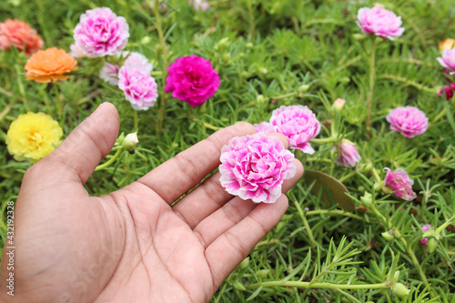 Colorful of moss rose, portulaca grandiflora, japanese rose. Beautiful sun plant.