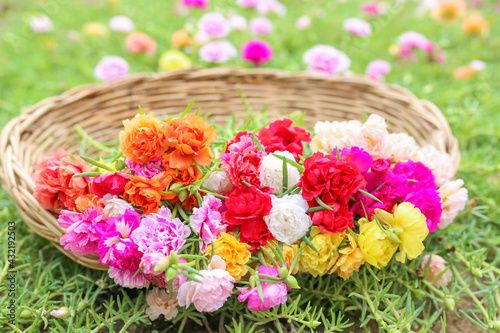 Colorful of moss rose, portulaca grandiflora, japanese rose. Beautiful sun plant.