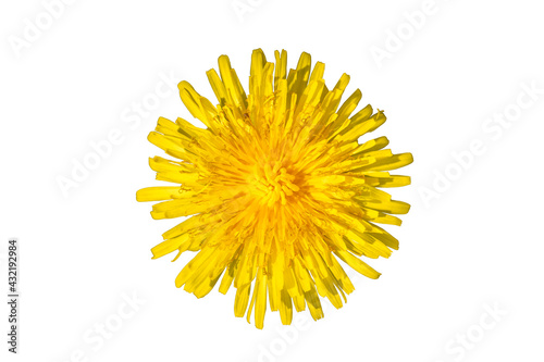 Dandelion cut out on a white background top view.