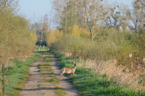 Reh und Bock auf der Wiese