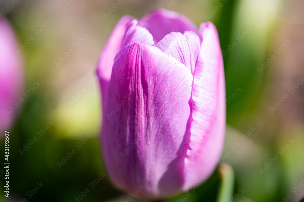 rosafarbene Tulpe, Frühlingsboten