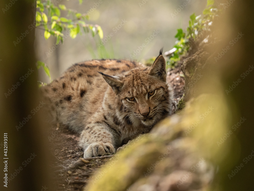 Lynx des carpates