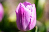 rosafarbene Tulpe, Frühlingsboten