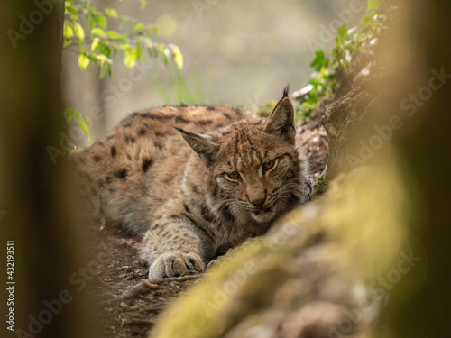 Lynx des carpates © Wildpix imagery