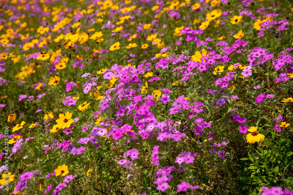 Wildflowers