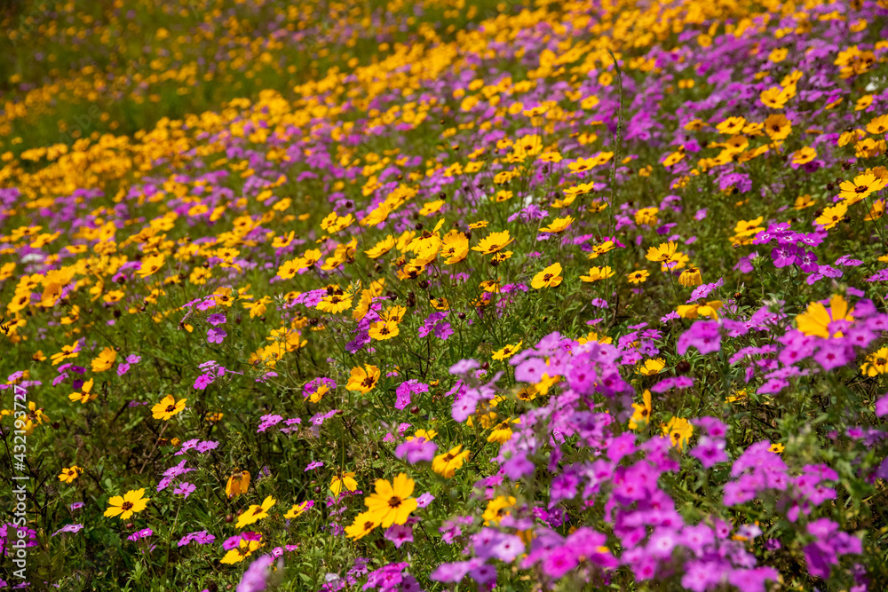 Wildflowers Wildflowers