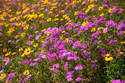 Wildflowers