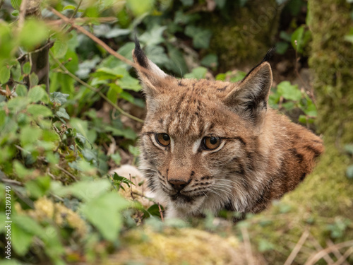 Lynx des carpates © Wildpix imagery