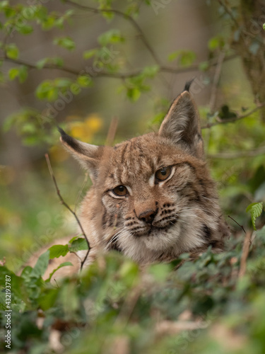 Lynx des carpates