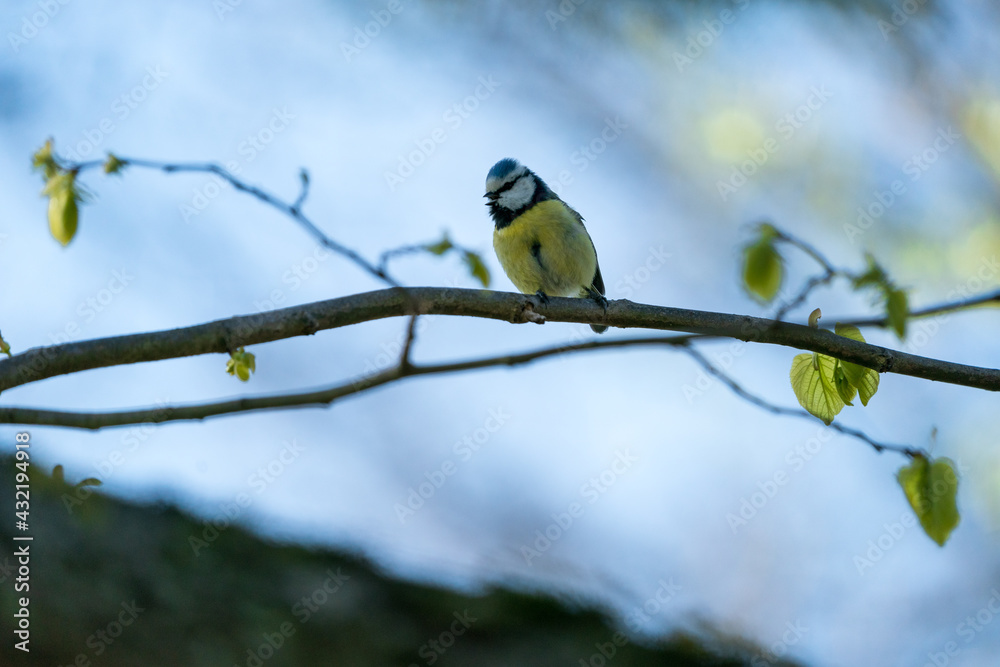 Blaumeise auf Ast im Frühlingswald Blaumeise auf Ast im Frühlingswald