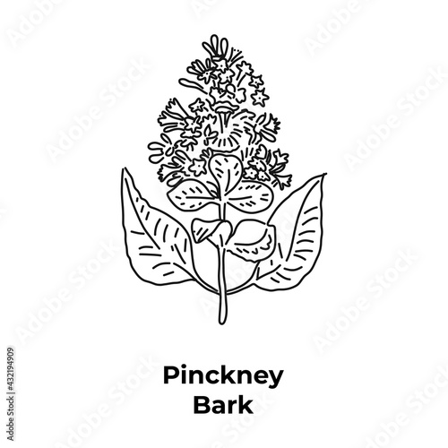 Healing flowering plant of america, pinckney bark photo