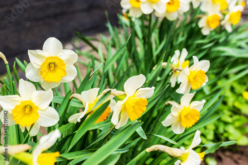 Amazing white daffodil flowers blooming in a daffodil field against a blurry background of daffodil flowers. Daffodils are white. Spring blur background with bright daffodils. The liliev family.