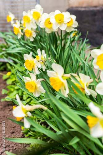 Amazing white daffodil flowers blooming in a daffodil field against a blurry background of daffodil flowers. Daffodils are white. Spring blur background with bright daffodils. The liliev family.