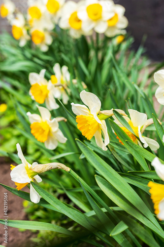 Amazing white daffodil flowers blooming in a daffodil field against a blurry background of daffodil flowers. Daffodils are white. Spring blur background with bright daffodils. The liliev family.