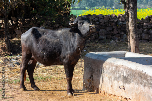 Domestic water buffalo in rural village
