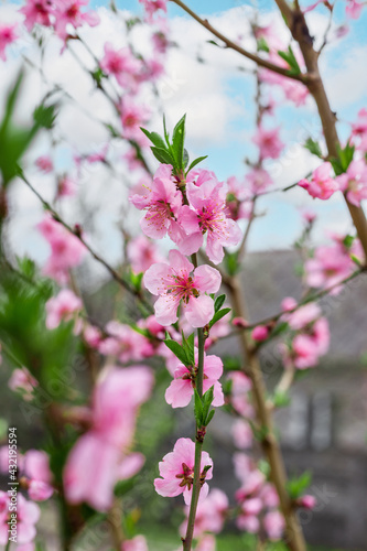 Blooming peach flowers in spring on a sunny day close-up macro in nature outdoors. The branch is filled with peach flowers and buds. Spring flowering on trees. Fruit trees bloom in spring.