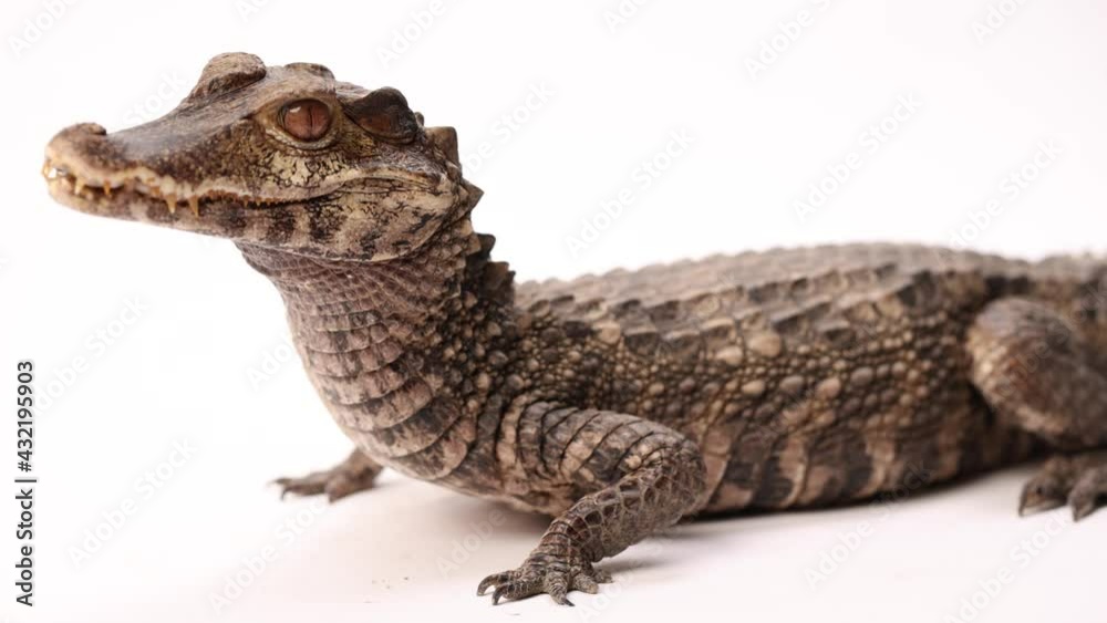 caiman crocodile smooth rotating zoom in view caiman crocodile smooth rotating zoom in view