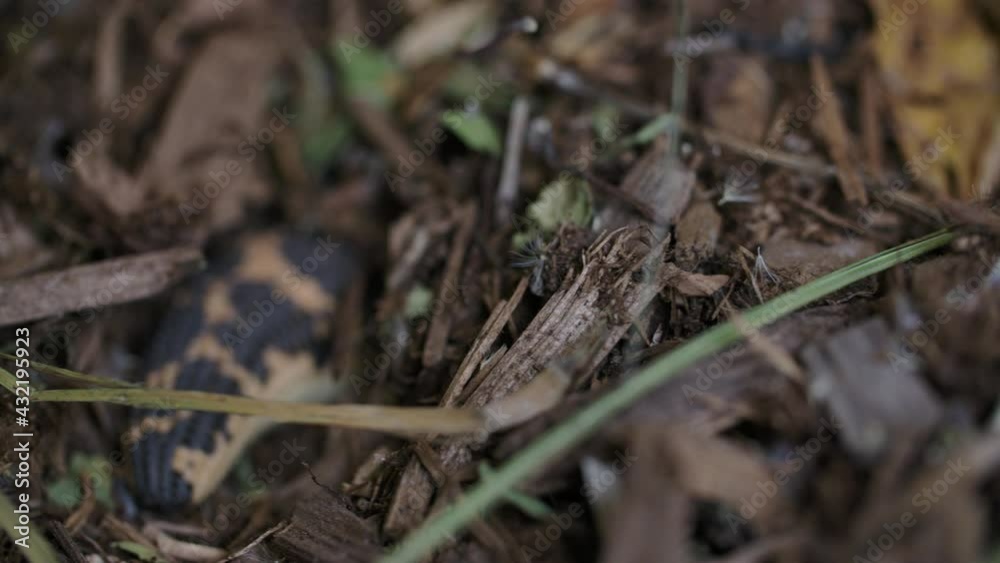 Kenyan sand boa tail sticking out of hole Kenyan sand boa tail sticking out of hole