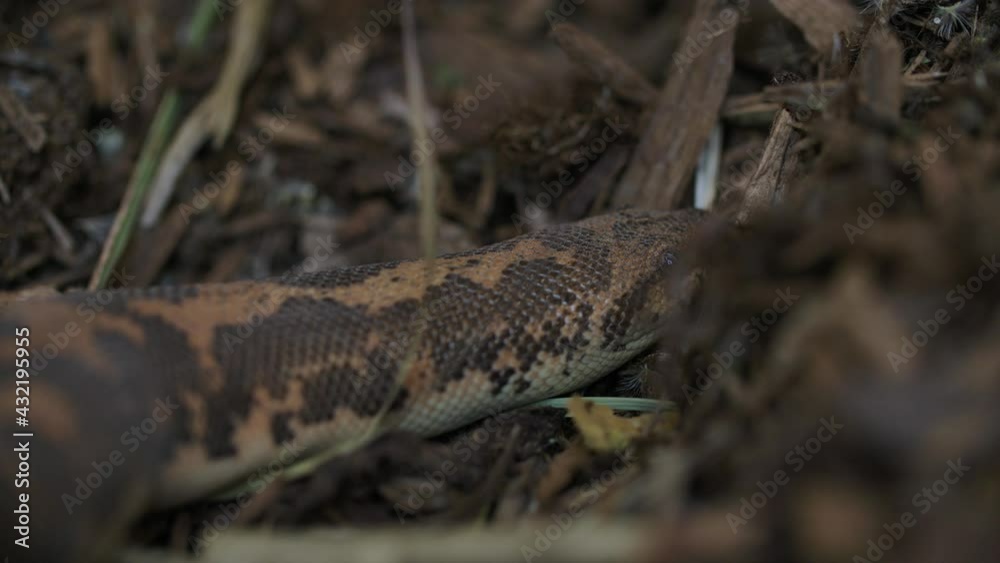 Burrowing and digging kenyan sand boa snake Burrowing and digging kenyan sand boa snake