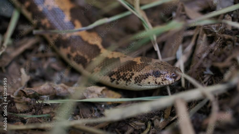 Kenyan sand boa in the forest underbrush Kenyan sand boa in the forest underbrush