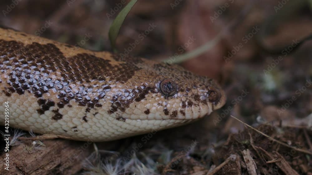 Close up of Kenyan Sand Boa tongue flicking Close up of Kenyan Sand Boa tongue flicking