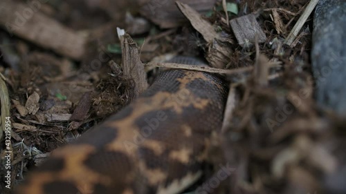 Kenyan sand boa digging into the ground photo