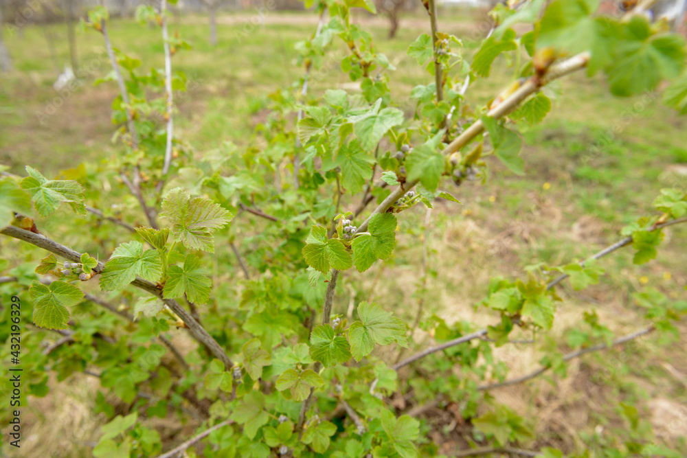 young currant shoots with small leaves and buds young currant shoots with small leaves and buds
