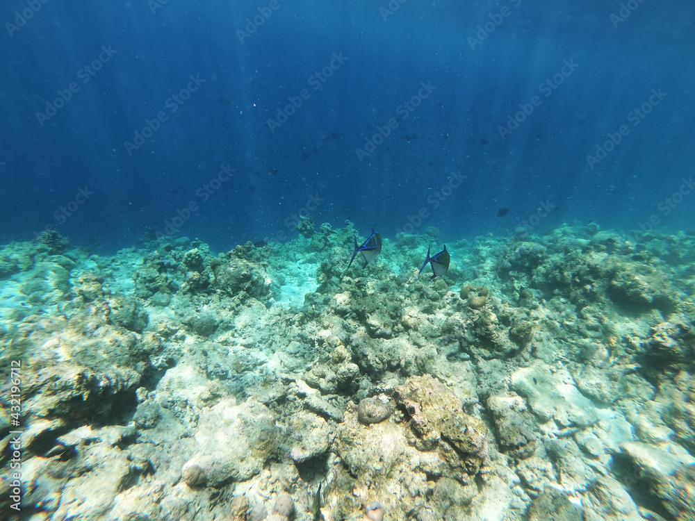 Schools of colorful tropical fish swimming around corals on a tropical reef in Maldives.