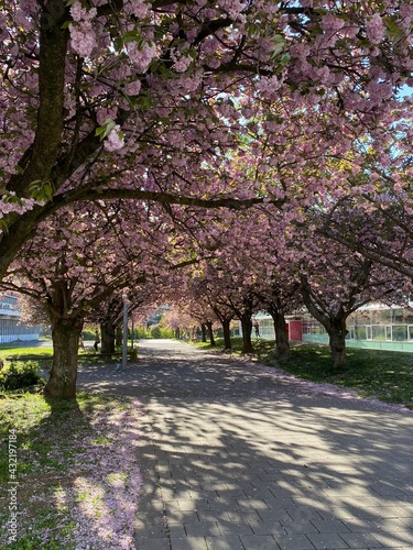 Wildkirsche Allee