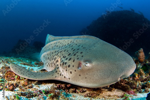 Zebra Shark near Tofo Beach Mozambique