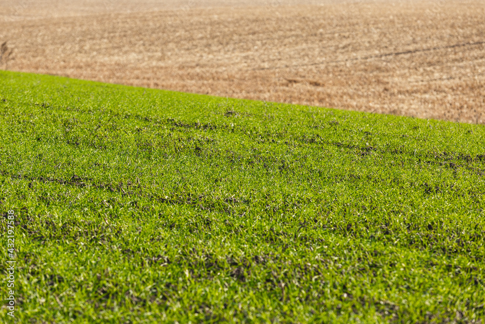 Sprouts of winter wheat sprouted in an endless field Sprouts of winter wheat sprouted in an endless field