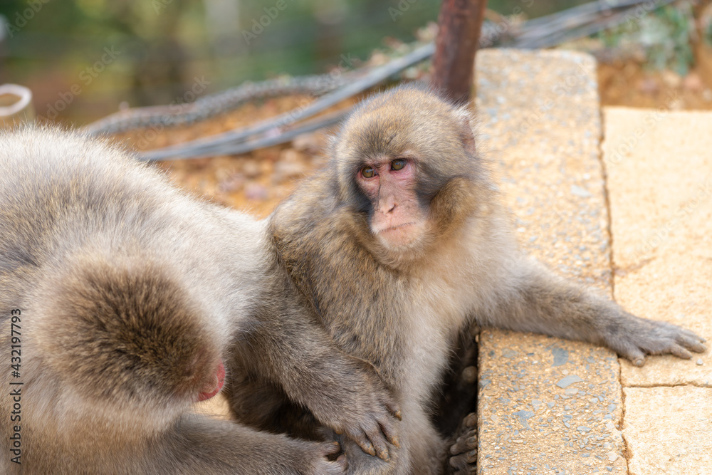 Japanese baby macaque in Arashiyama, Kyoto.