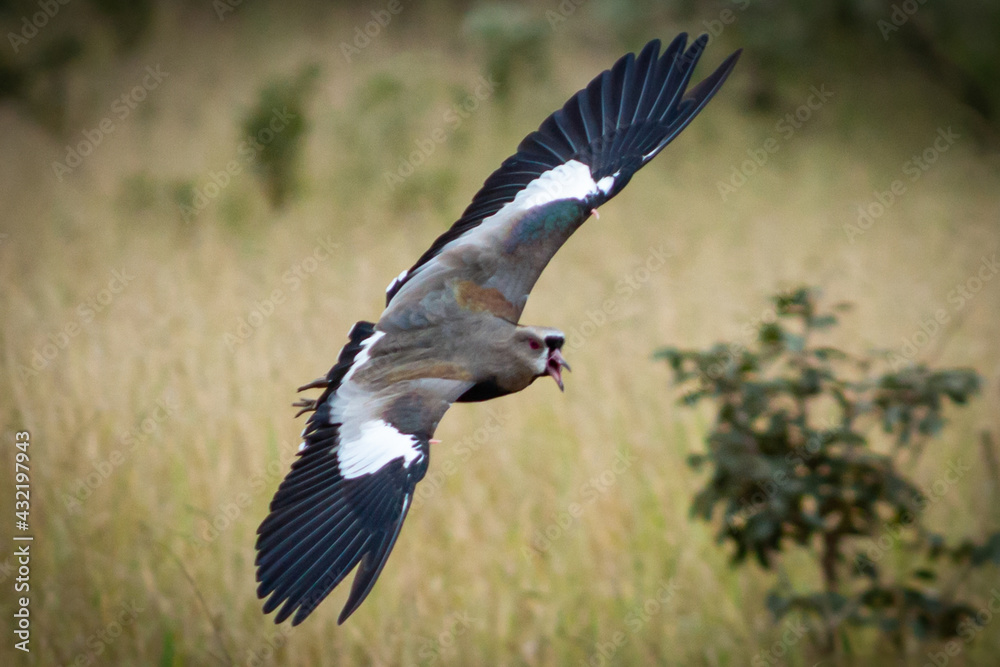 Fototapeta premium The flight of the southern bird (Brazil) or southern hawk (Portugal), Photographed in the State of Minas Gerai, Brazil