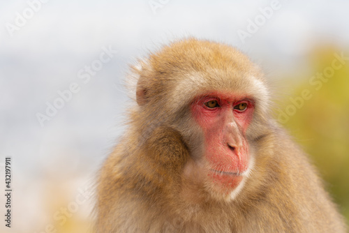 Japanese macaque in Arashiyama  Kyoto.