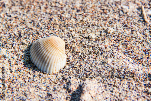 Sand textured background with seashell and text space, closeup
