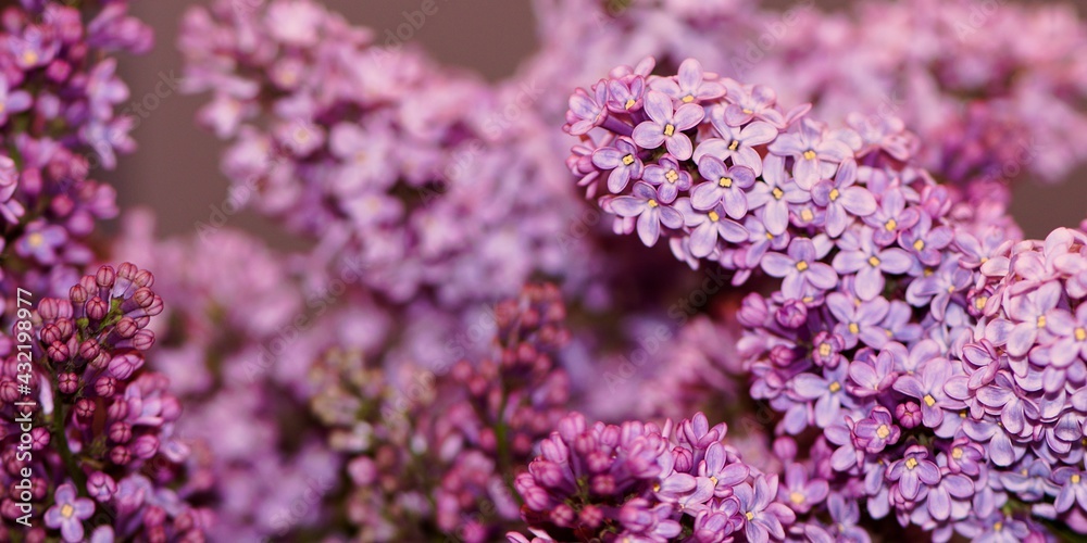Naklejka premium Lilak pospolity (Syringa vulgaris)