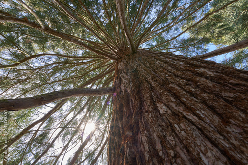 Redwood tree (Sequoiadendron giganteum, Bergmammutbaum). Huge monumental plant with thick trunk and many branches. Sunstar. Up view. photo