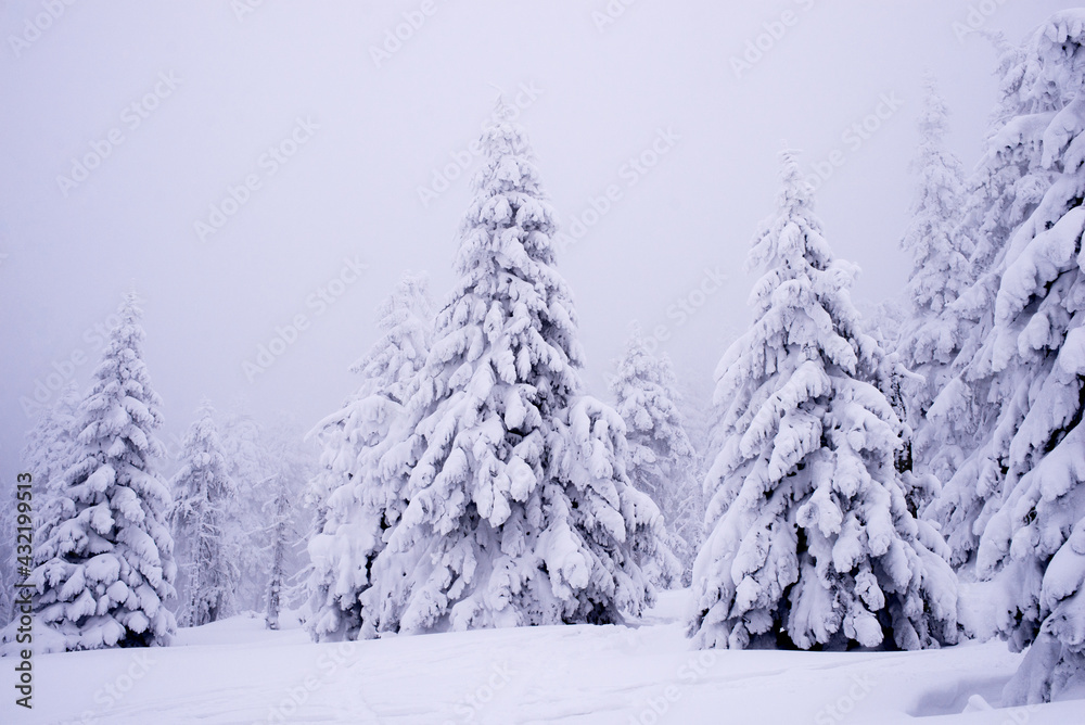 Beautiful winter landscape. Mountains in winter. The forest is covered with snow. Landscape for poster.Snowdrifts on winter snow covered mountainside and sun shine in blue sky. 