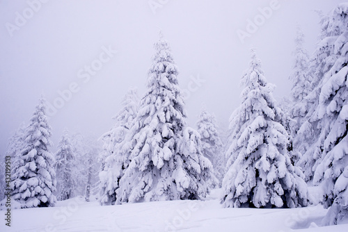 Beautiful winter landscape. Mountains in winter. The forest is covered with snow. Landscape for poster.Snowdrifts on winter snow covered mountainside and sun shine in blue sky. 