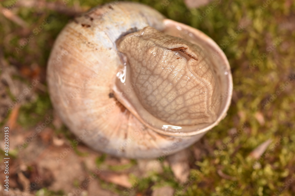 Fototapeta premium snail in forest