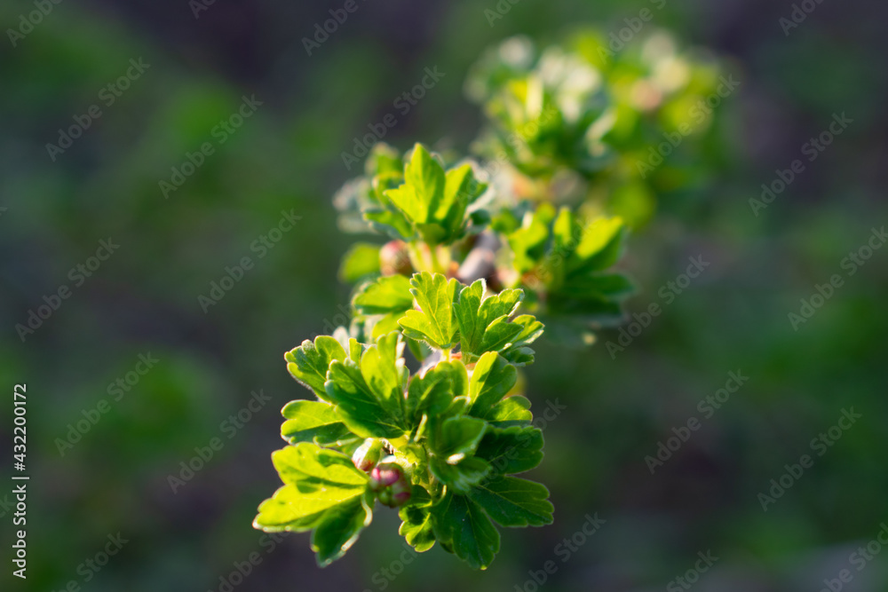 Gooseberry branch with inflorescences in the spring sun