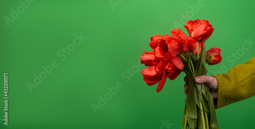 Bouquet of red tulips in female hands on a green background. Gift, holiday, mother's day concept. Banner, place for text.