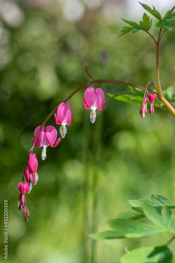 Dicentra spectabilis bleeding heart flowers in hearts shapes in bloom, beautiful Lamprocapnos pink white flowering plant