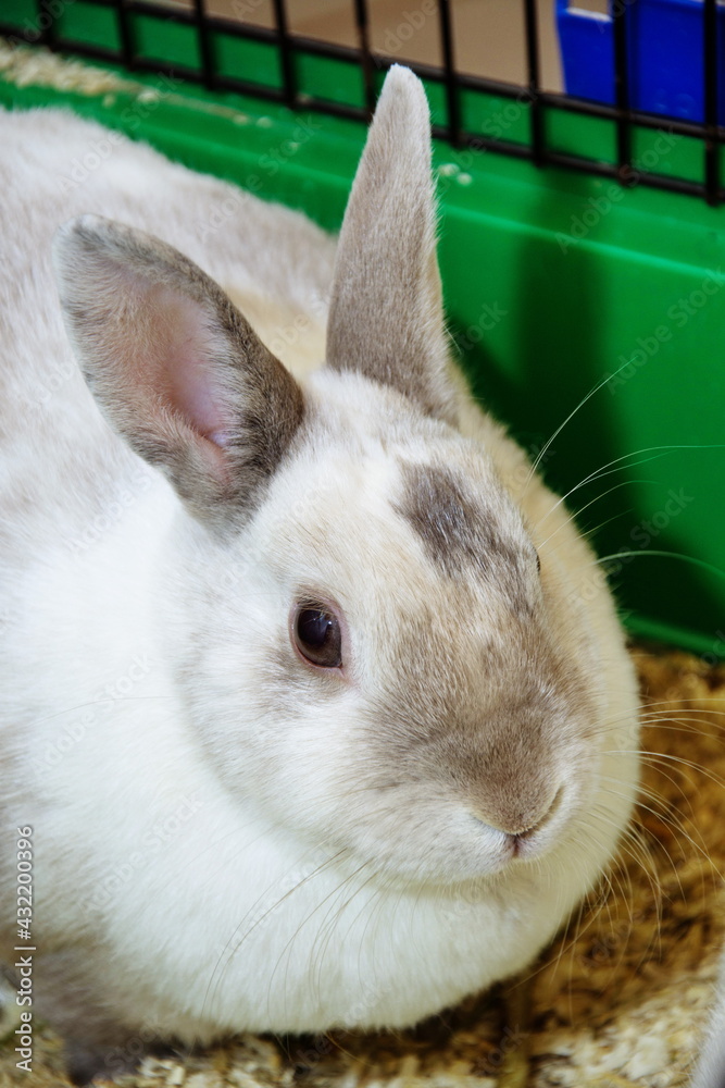 Obraz premium white rabbit in a cage