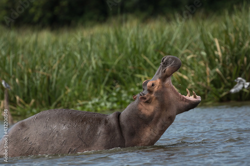 Ein Flußpferd reißt sein Maul weit auf und zeigt zwei Eckzähne. Es steht im Wasser des Nils. Am Uferrand wächst hohes Gras.  © Roswitha