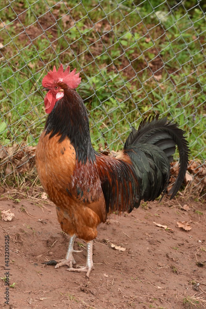 Big rooster Big rooster