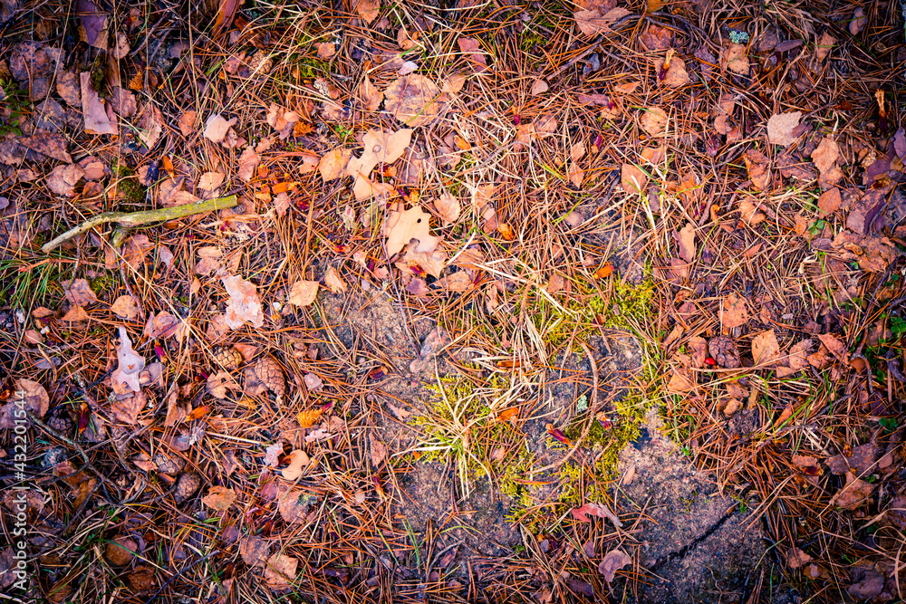 Cones and needles from coniferous trees lie on the ground in the forest. Close up view from above Cones and needles from coniferous trees lie on the ground in the forest. Close up view from above