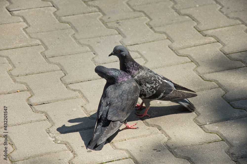 Obraz premium two pigeon