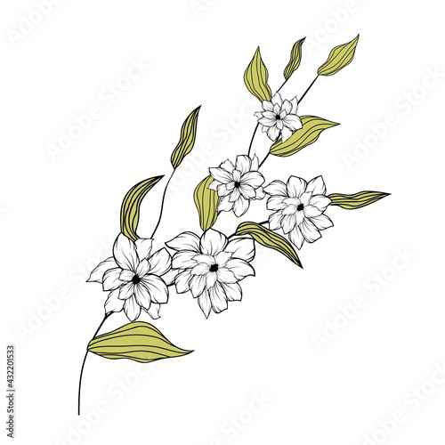 Beautiful branch, great design for any purposes. Isolated background.